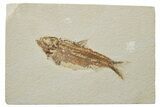 Fossil Fish (Knightia) - Green River Formation #237190-1